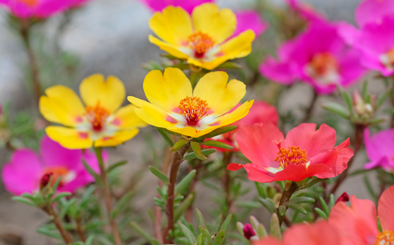 How to Care for Purslane (Portulaca oleracea), living house plants, bayview flowers, daisy ai, ai powered plant care