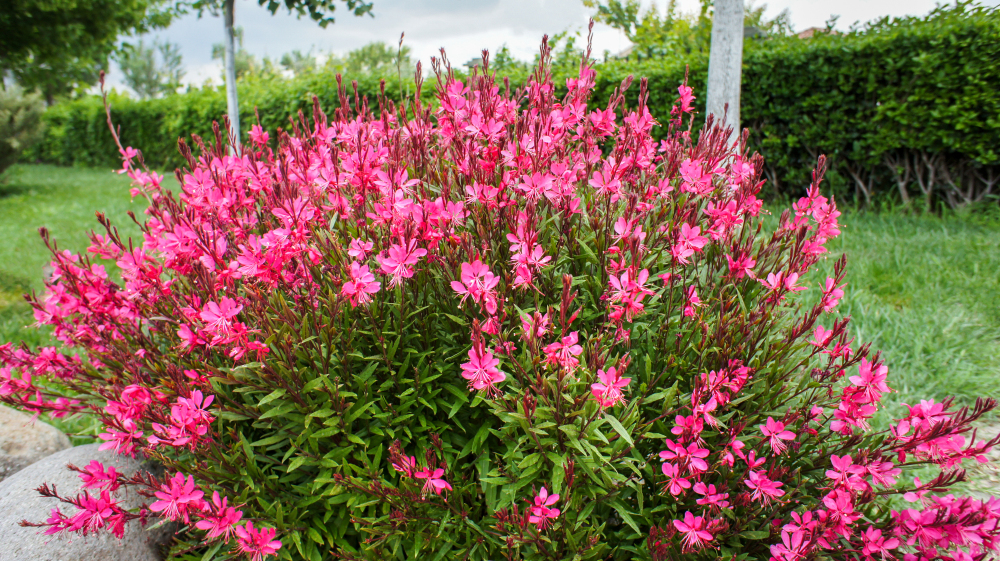 How to Care for Gaura (Bee Blossom), Gaura plant care, living house plants, bayview flowers, daisy ai, ai powered plant care