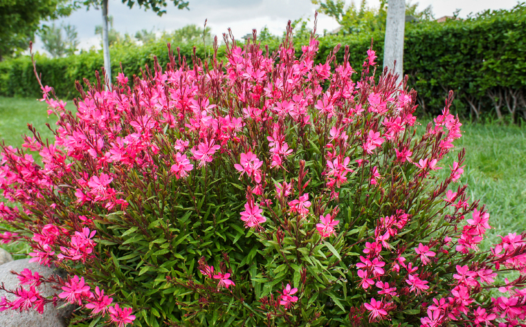 How to Care for Gaura (Bee Blossom), Gaura plant care, living house plants, bayview flowers, daisy ai, ai powered plant care