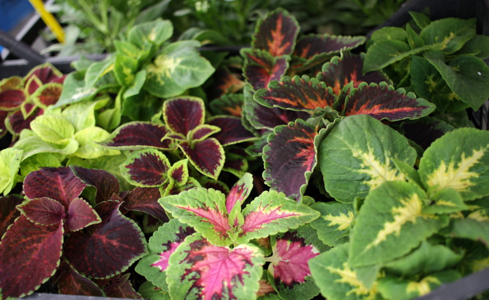 How to Care for Coleus, living house plants, bayview flowers, daisy ai, ai powered plant care