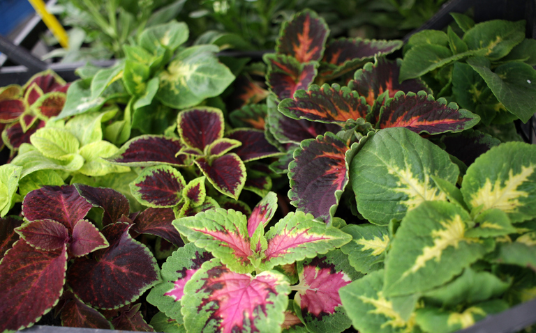 How to Care for Coleus, living house plants, bayview flowers, daisy ai, ai powered plant care
