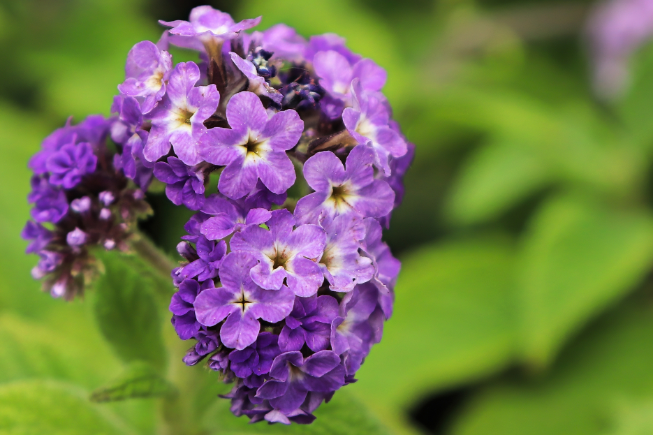 How to Care for Heliotrope (Heliotropium arborescens), living house plants, bayview flowers, daisy ai, ai powered plant care