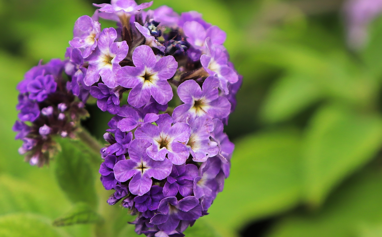 How to Care for Heliotrope (Heliotropium arborescens), living house plants, bayview flowers, daisy ai, ai powered plant care