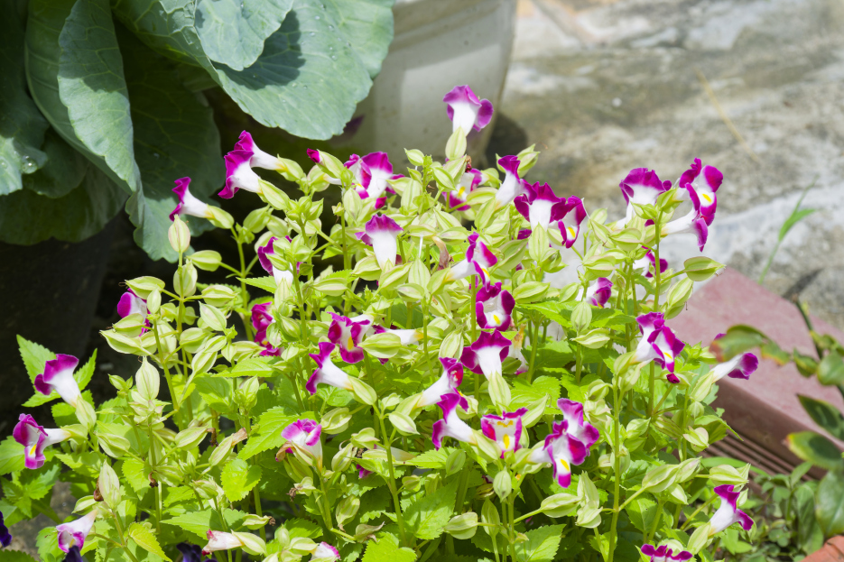 How to Care for Torenia (Wishbone Flower), living house plants, bayview flowers, daisy ai, ai powered plant care