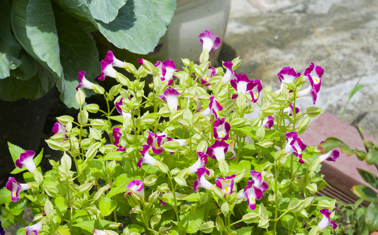 How to Care for Torenia (Wishbone Flower), living house plants, bayview flowers, daisy ai, ai powered plant care