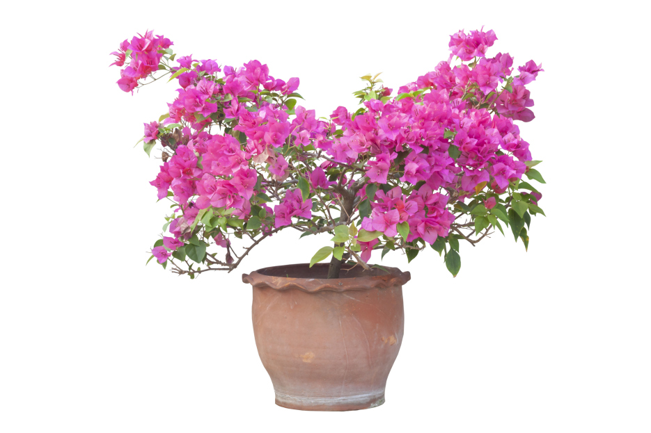 How to Care for Bougainvillea, living house plants, bayview flowers, daisy ai, ai powered plant care