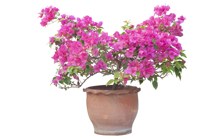How to Care for Bougainvillea, living house plants, bayview flowers, daisy ai, ai powered plant care