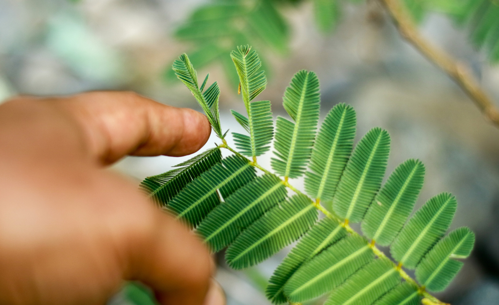 How to Care for the Sensitive Plant (Mimosa pudica), living house plants, bayview flowers, daisy ai, ai powered plant care