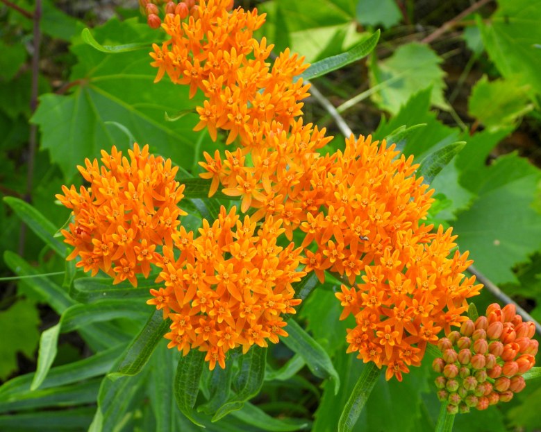 How to Care for Asclepias (Milkweed), living house plants, bayview flowers, daisy ai, ai powered plant care