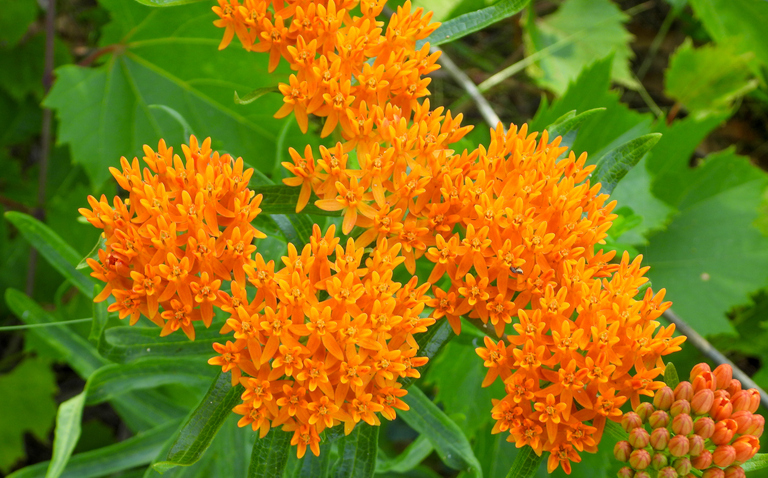 How to Care for Asclepias (Milkweed), living house plants, bayview flowers, daisy ai, ai powered plant care