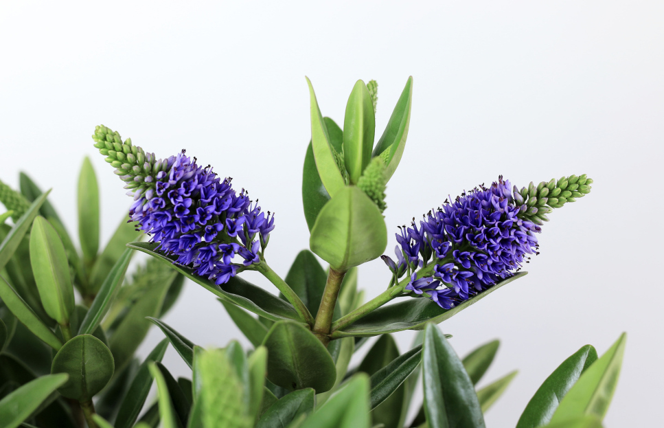 How to Care for Kiwi Hebe, Kiwi Hebe plant care, living house plants, bayview flowers, daisy ai, ai powered plant care
