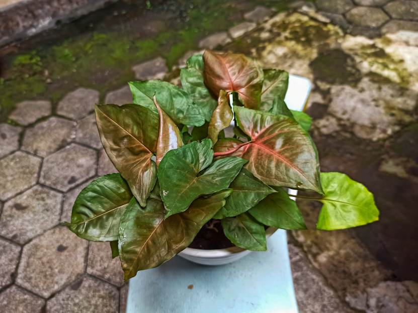 How to Care for Syngonium podophyllum ‘Merry Maria’, living house plants, bayview flowers, daisy ai, ai powered plant care
