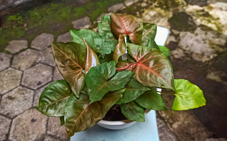 How to Care for Syngonium podophyllum ‘Merry Maria’, living house plants, bayview flowers, daisy ai, ai powered plant care