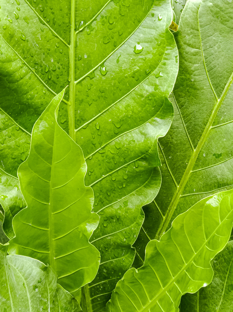 How to Care for Anthurium hookeri (Bird’s Nest Anthurium), living house plants, bayview flowers, daisy ai, ai powered plant care