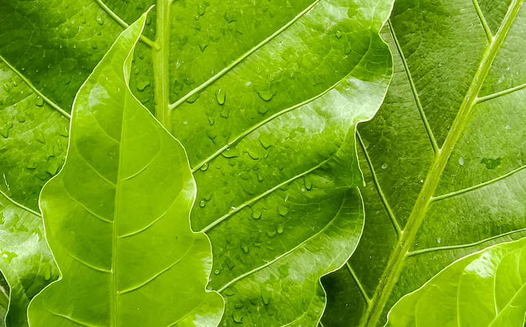 How to Care for Anthurium hookeri (Bird’s Nest Anthurium), living house plants, bayview flowers, daisy ai, ai powered plant care