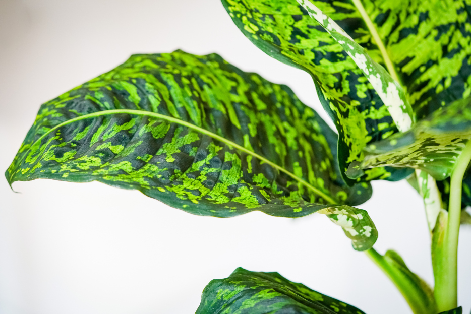 How to Care for Dieffenbachia ‘Reflektor’, living house plants, bayview flowers, daisy ai, ai powered plant care