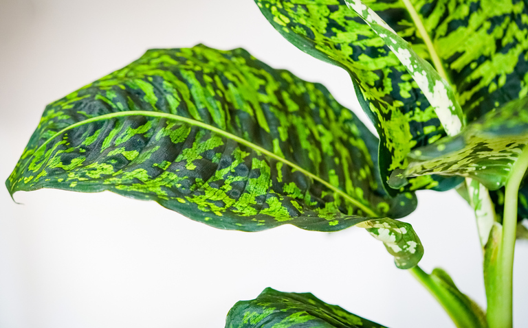How to Care for Dieffenbachia ‘Reflektor’, living house plants, bayview flowers, daisy ai, ai powered plant care
