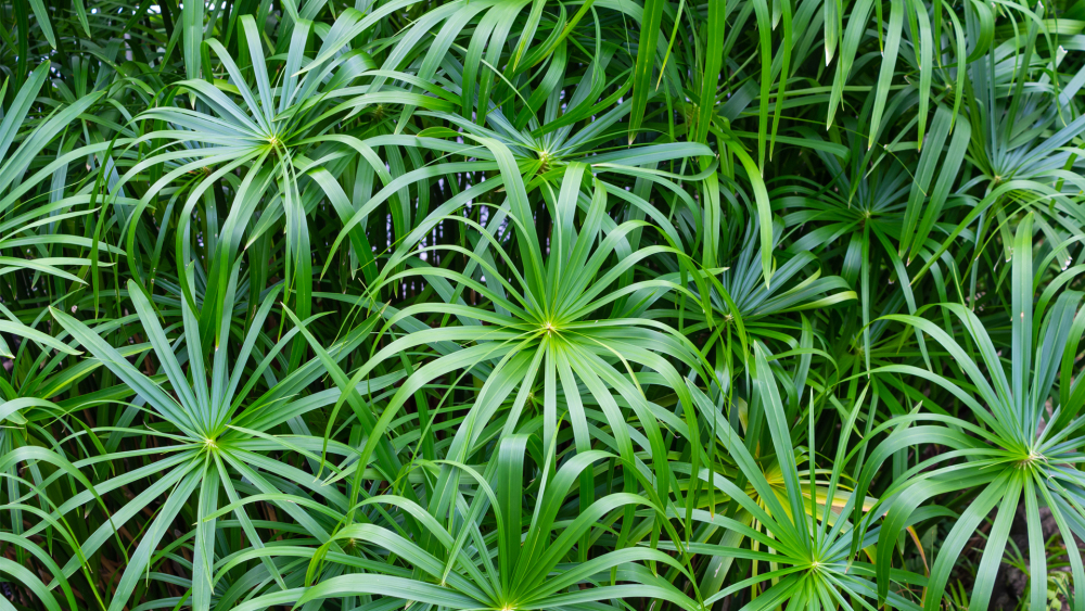 How to Care for Cyperus alternifolius (Umbrella Plant), living house plants, bayview flowers, daisy ai, ai powered plant care