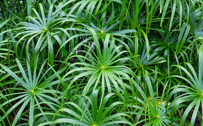 How to Care for Cyperus alternifolius (Umbrella Plant), living house plants, bayview flowers, daisy ai, ai powered plant care