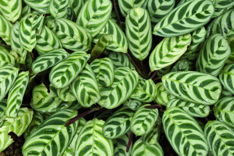How to Care for Calathea Burle Marx (Ctenanthe burle-marxii), living house plants, bayview flowers, daisy ai, ai powered plant care
