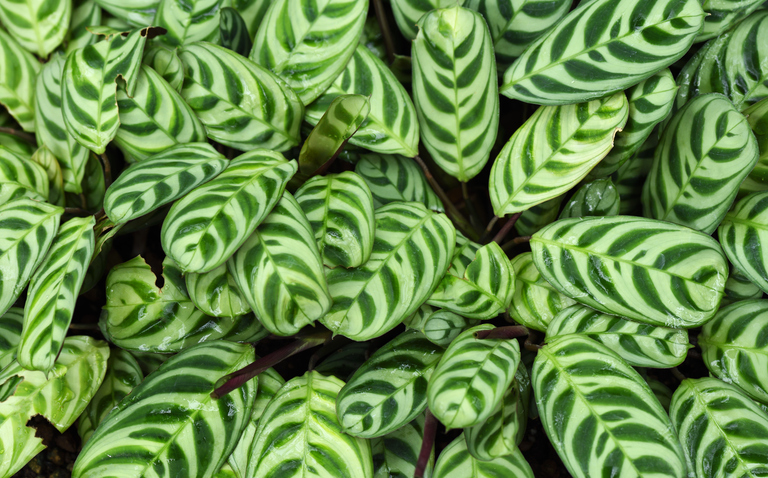 How to Care for Calathea Burle Marx (Ctenanthe burle-marxii), living house plants, bayview flowers, daisy ai, ai powered plant care