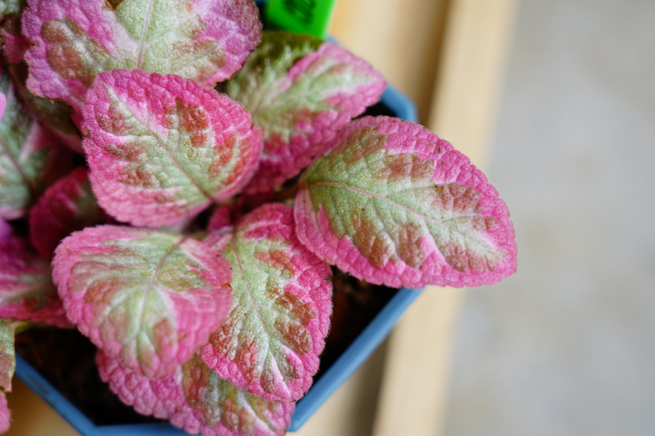 How to Care for Episcia ‘Pink Brocade’, living house plants, bayview flowers, daisy ai, ai powered plant care