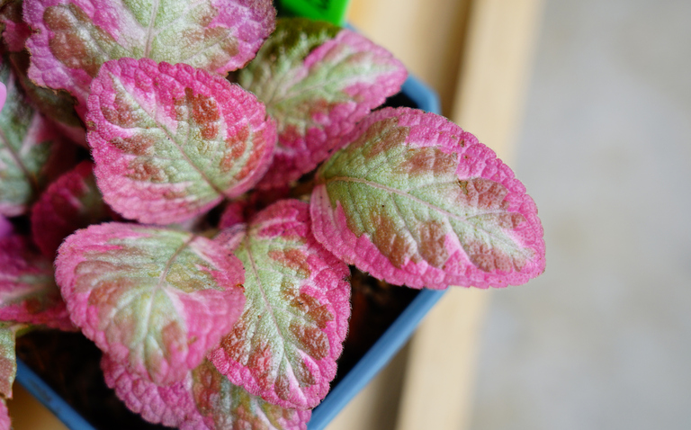 How to Care for Episcia ‘Pink Brocade’, living house plants, bayview flowers, daisy ai, ai powered plant care
