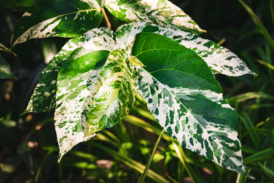 How to Care for Ficus Aspera (Clown Fig), living house plants, bayview flowers, daisy ai, ai powered plant care