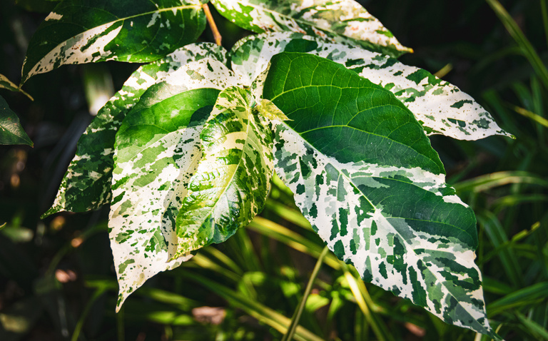 How to Care for Ficus Aspera (Clown Fig), living house plants, bayview flowers, daisy ai, ai powered plant care