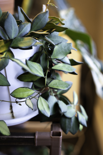 How to Care for Hoya Burtoniae, living house plants, bayview flowers, daisy ai, ai powered plant care