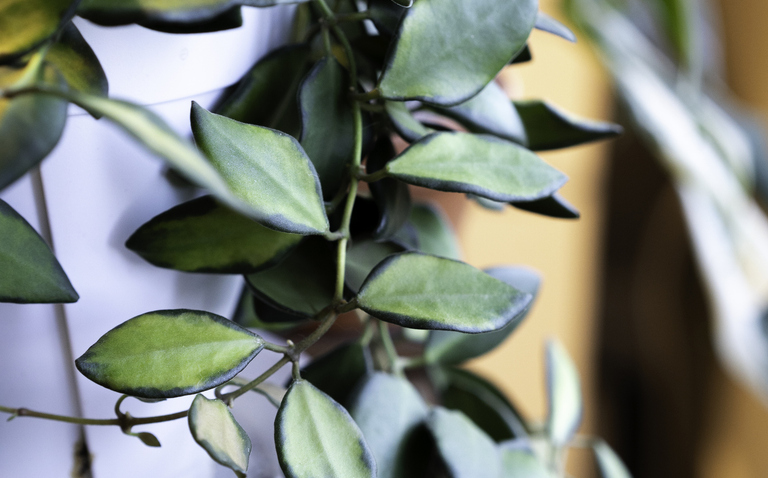 How to Care for Hoya Burtoniae, living house plants, bayview flowers, daisy ai, ai powered plant care