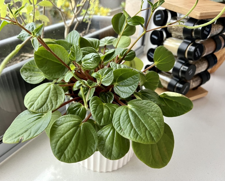 How to Care for Peperomia ‘Rana Verde’, living house plants, bayview flowers, daisy ai, ai powered plant care