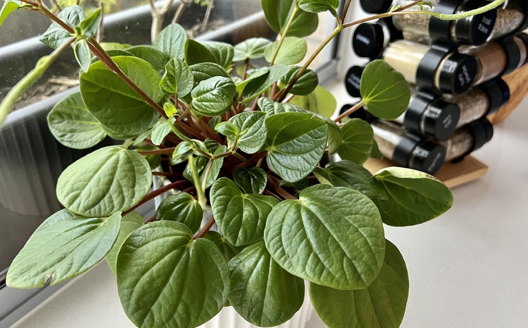 How to Care for Peperomia ‘Rana Verde’, living house plants, bayview flowers, daisy ai, ai powered plant care