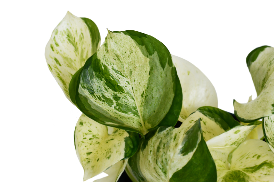 How to Care for Pothos ‘Manjula’, bayview flowers, daisy ai, ai powered plant care, living house plants, 