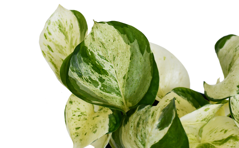How to Care for Pothos ‘Manjula’, bayview flowers, daisy ai, ai powered plant care, living house plants, 