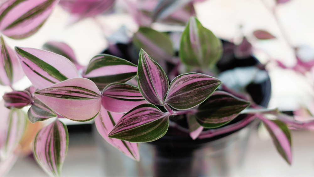How to Care for Tradescantia ‘Quadricolor’, living house plants, bayview flowers, daisy ai, ai powered plant care