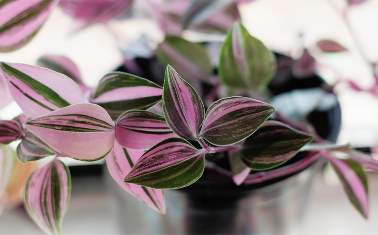 How to Care for Tradescantia ‘Quadricolor’, living house plants, bayview flowers, daisy ai, ai powered plant care