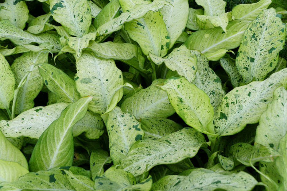 How to Care for Dieffenbachia ‘Camouflage’, living house plants, bayview flowers, daisy ai, ai powered plant care
