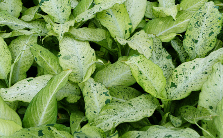 How to Care for Dieffenbachia ‘Camouflage’, living house plants, bayview flowers, daisy ai, ai powered plant care