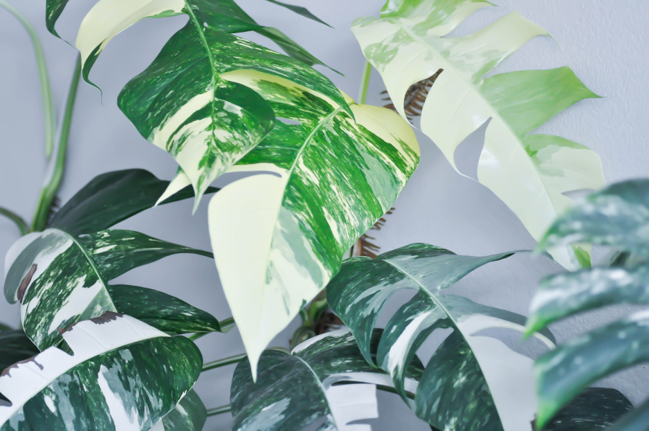How to Care for Epipremnum pinnatum 'Albo-Variegata', living house plants, bayview flowers, daisy ai, ai powered plant care