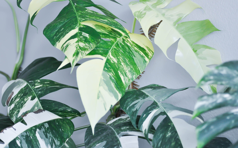 How to Care for Epipremnum pinnatum 'Albo-Variegata', living house plants, bayview flowers, daisy ai, ai powered plant care