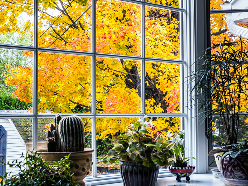 Getting plants ready for fall - Bringing your plants indoors and care tips
