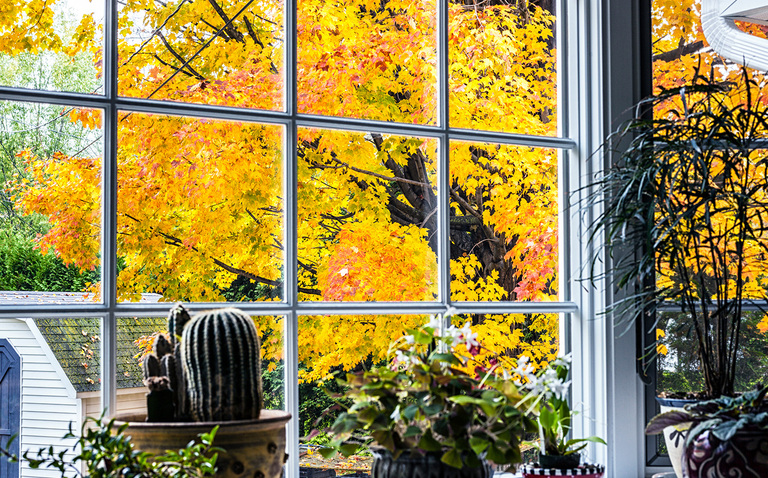 Getting plants ready for fall - Bringing your plants indoors and care tips