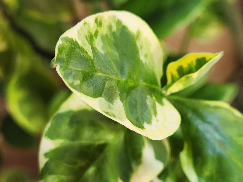 How to Care for Pothos ‘Lemon Meringue’, living house plants, bayview flowers, daisy ai, ai powered plant care