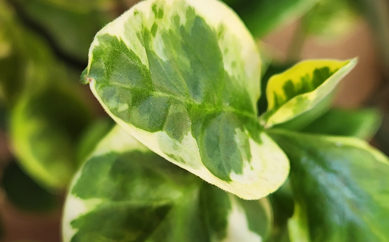 How to Care for Pothos ‘Lemon Meringue’, living house plants, bayview flowers, daisy ai, ai powered plant care