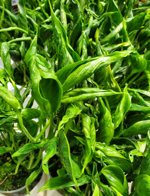 How to Care for Pothos ‘Shangri-La’, living house plants, bayview flowers, daisy ai, ai powered plant care
