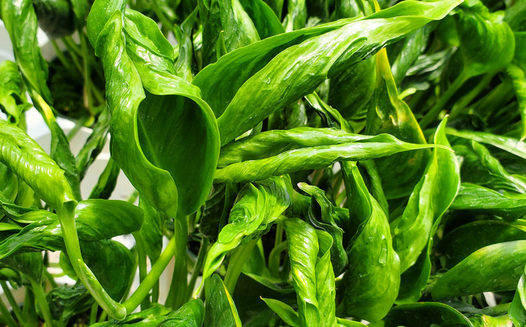 How to Care for Pothos ‘Shangri-La’, living house plants, bayview flowers, daisy ai, ai powered plant care