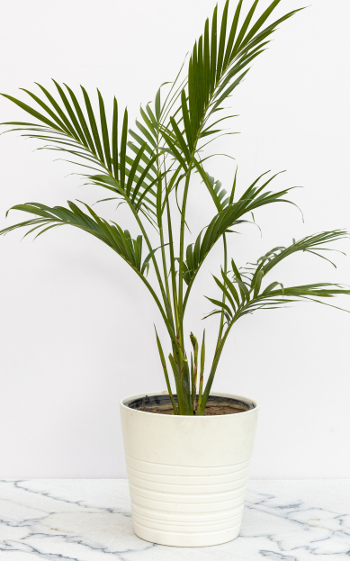 How to Care for the Cat Palm, living house plants, bayview flowers, daisy ai, ai powered plant care