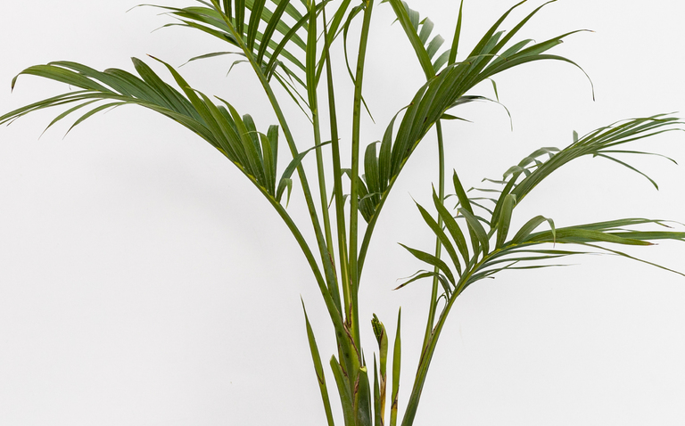 How to Care for the Cat Palm, living house plants, bayview flowers, daisy ai, ai powered plant care
