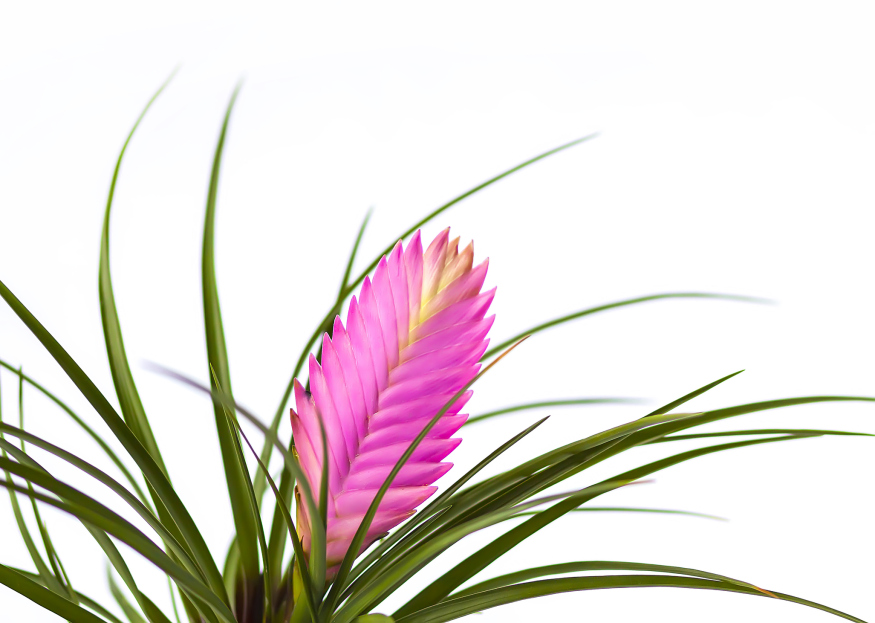 How to Care for Tillandsia Cyanea, living house plants, bayview flowers, daisy ai, ai powered plant care